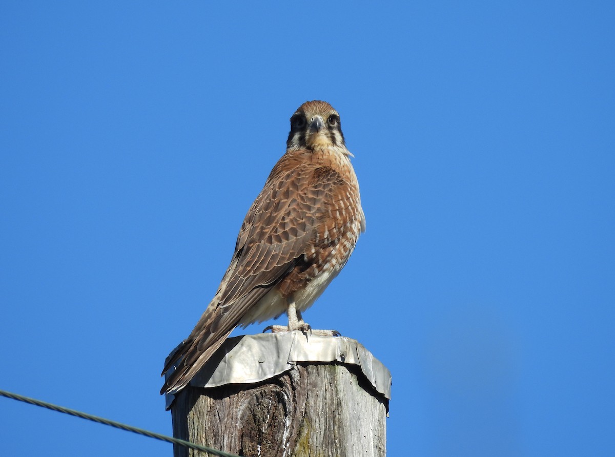 Brown Falcon - ML638477462