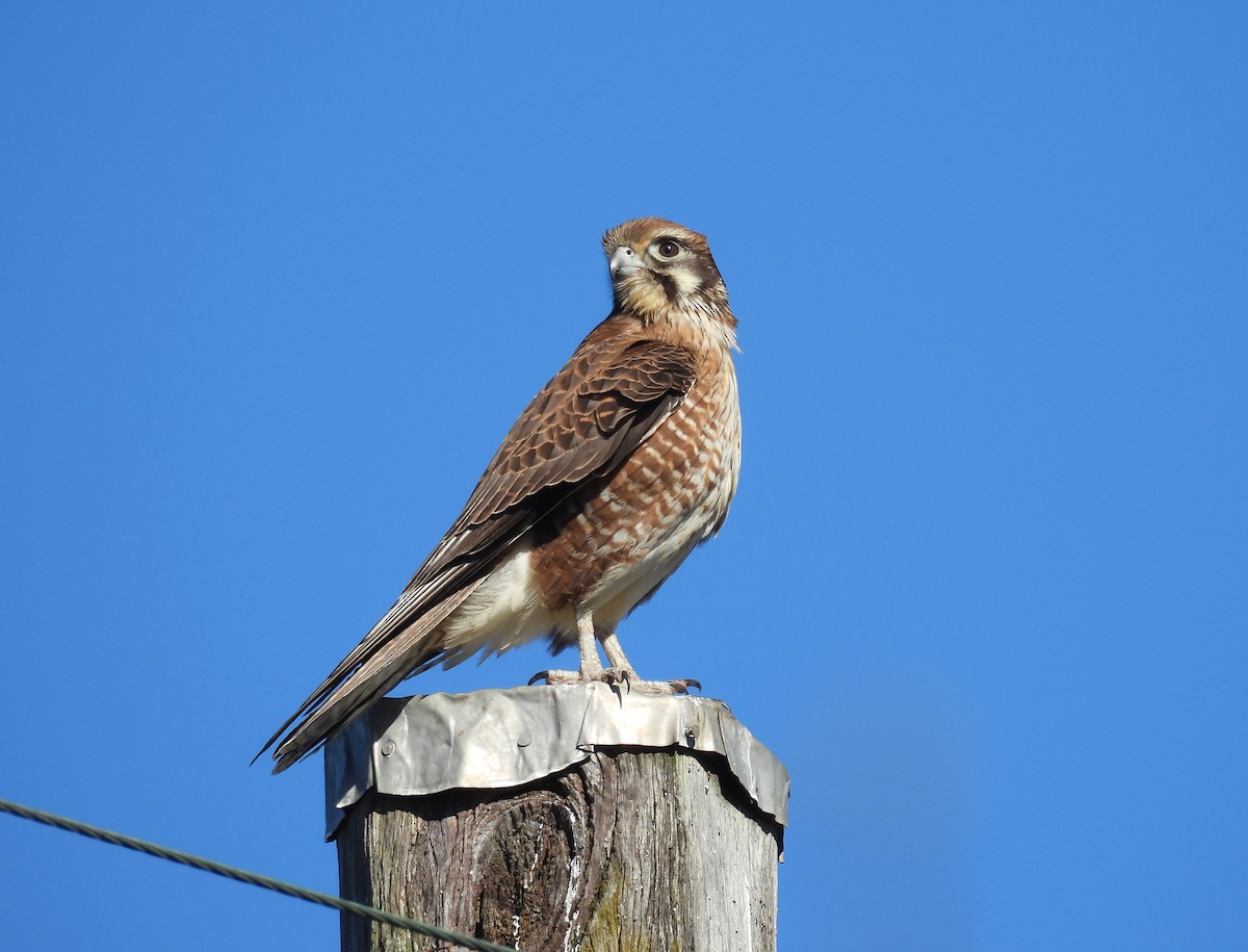 Brown Falcon - ML638477464