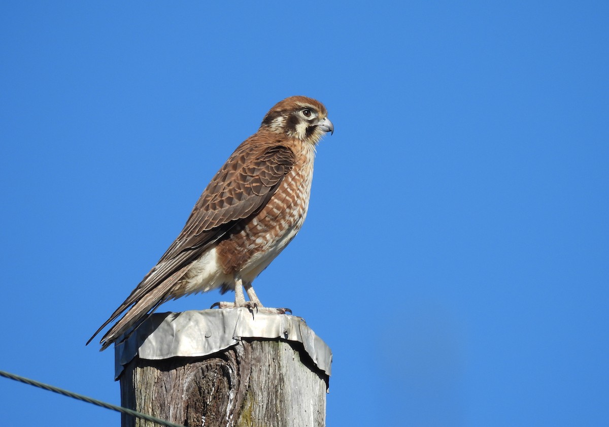 Brown Falcon - ML638477465
