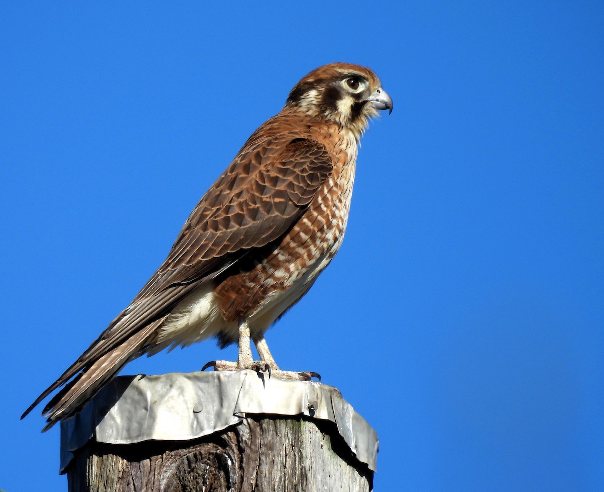 Brown Falcon - ML638477466