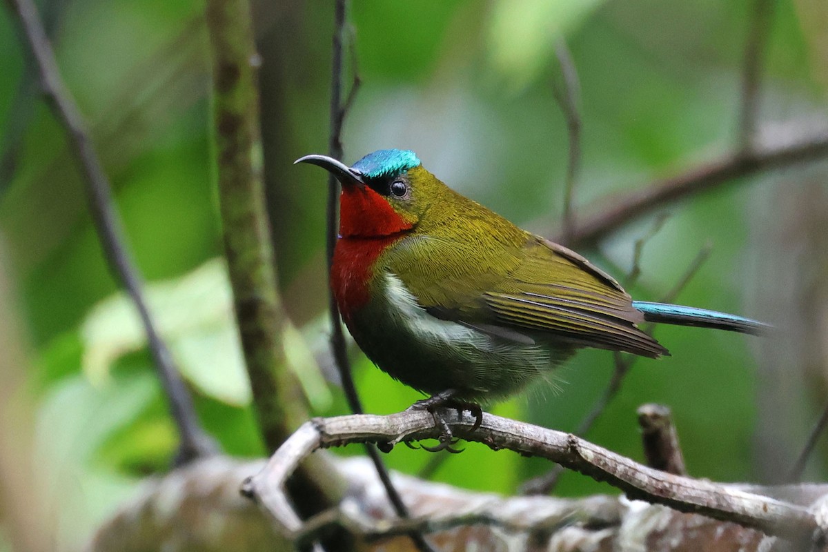 White-flanked Sunbird - ML638477481