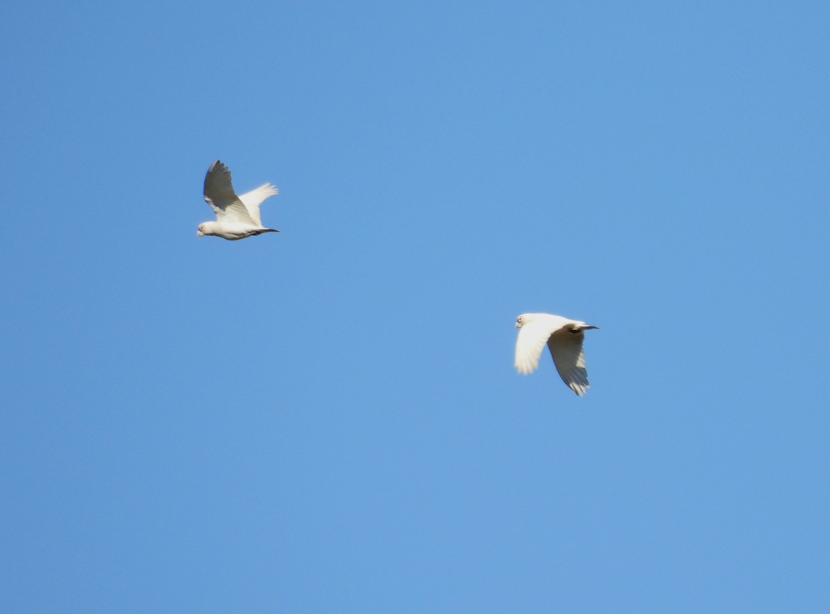 Little Corella - ML638477482