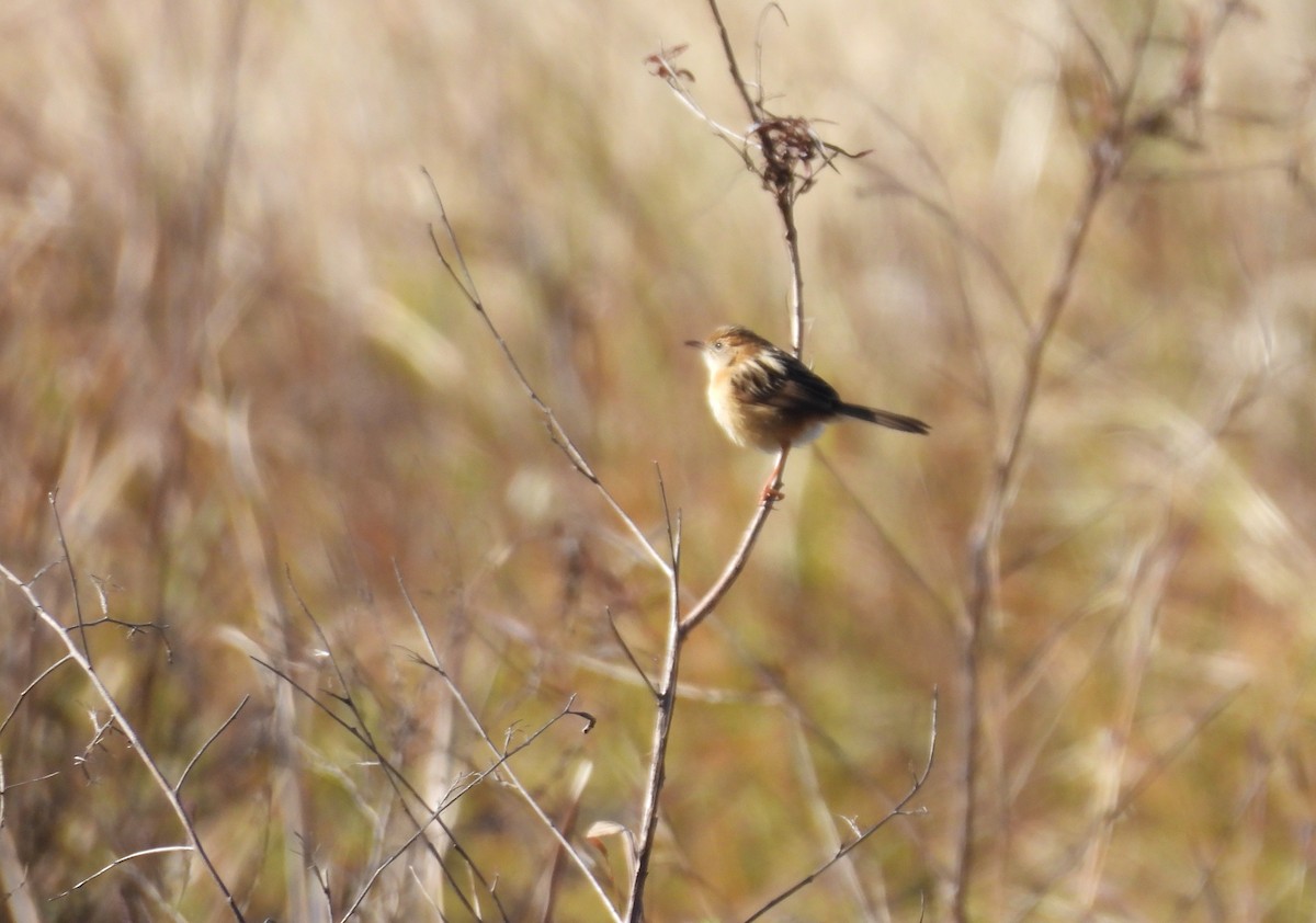 Golden-headed Cisticola - ML638477485