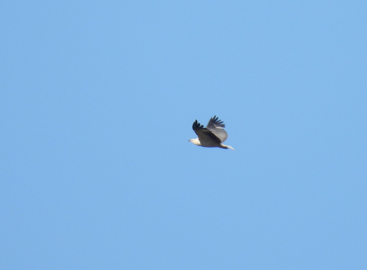 White-bellied Sea-Eagle - ML638477488
