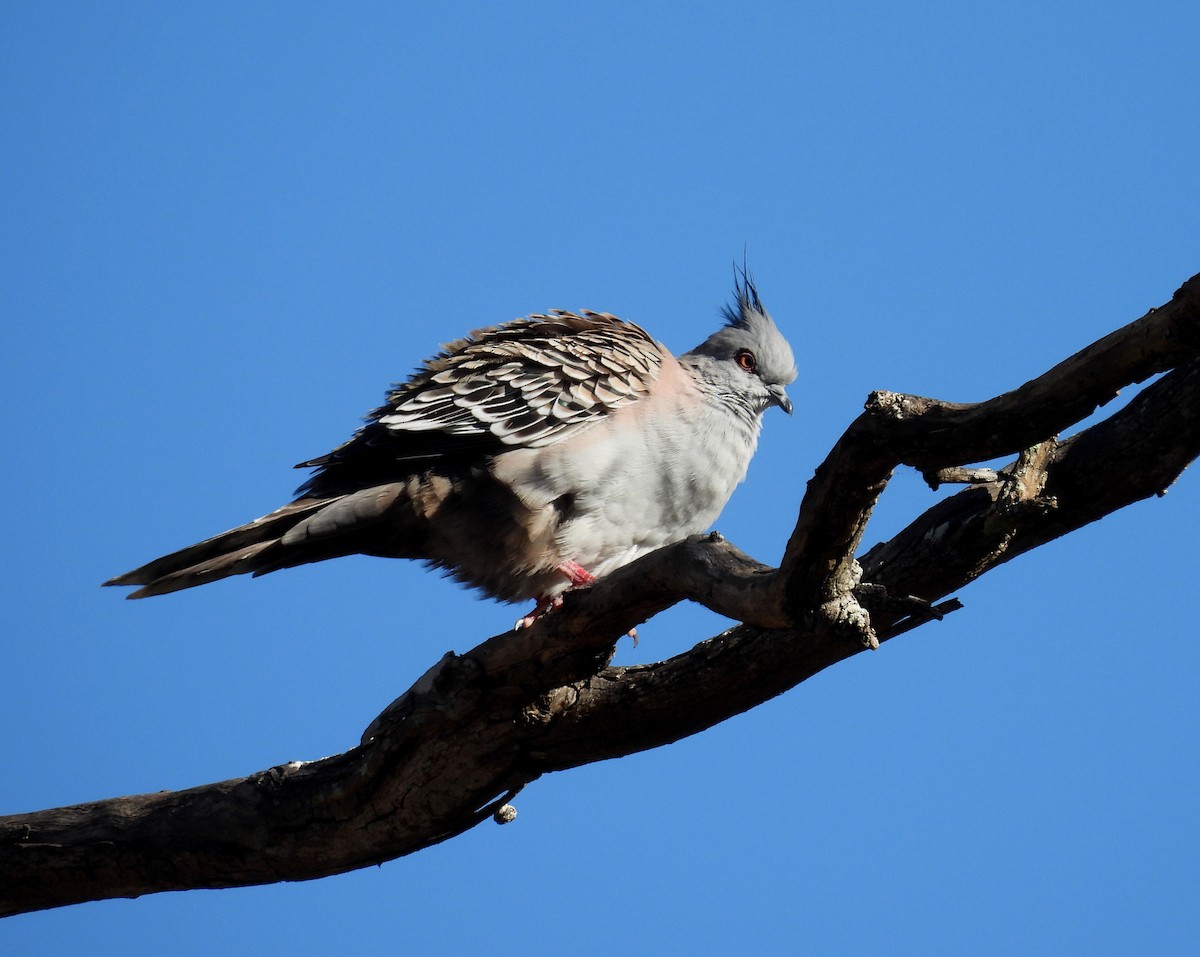 Crested Pigeon - ML638477491