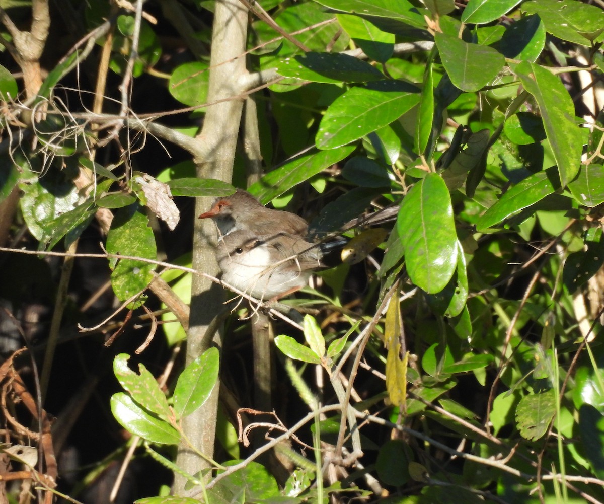 Superb Fairywren - ML638477496