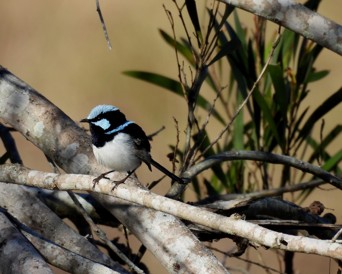 Superb Fairywren - ML638477497