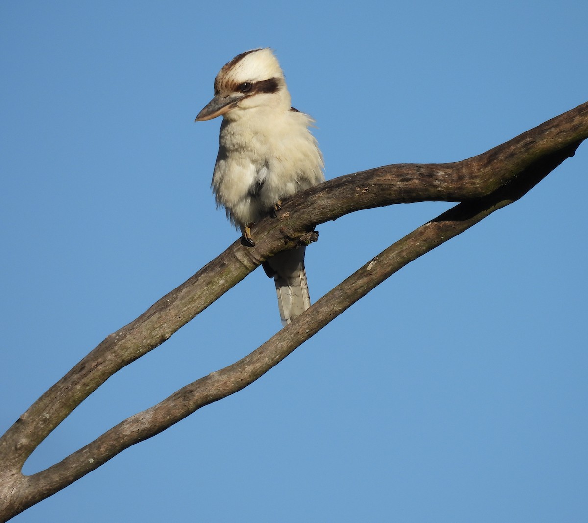 Laughing Kookaburra - ML638477501