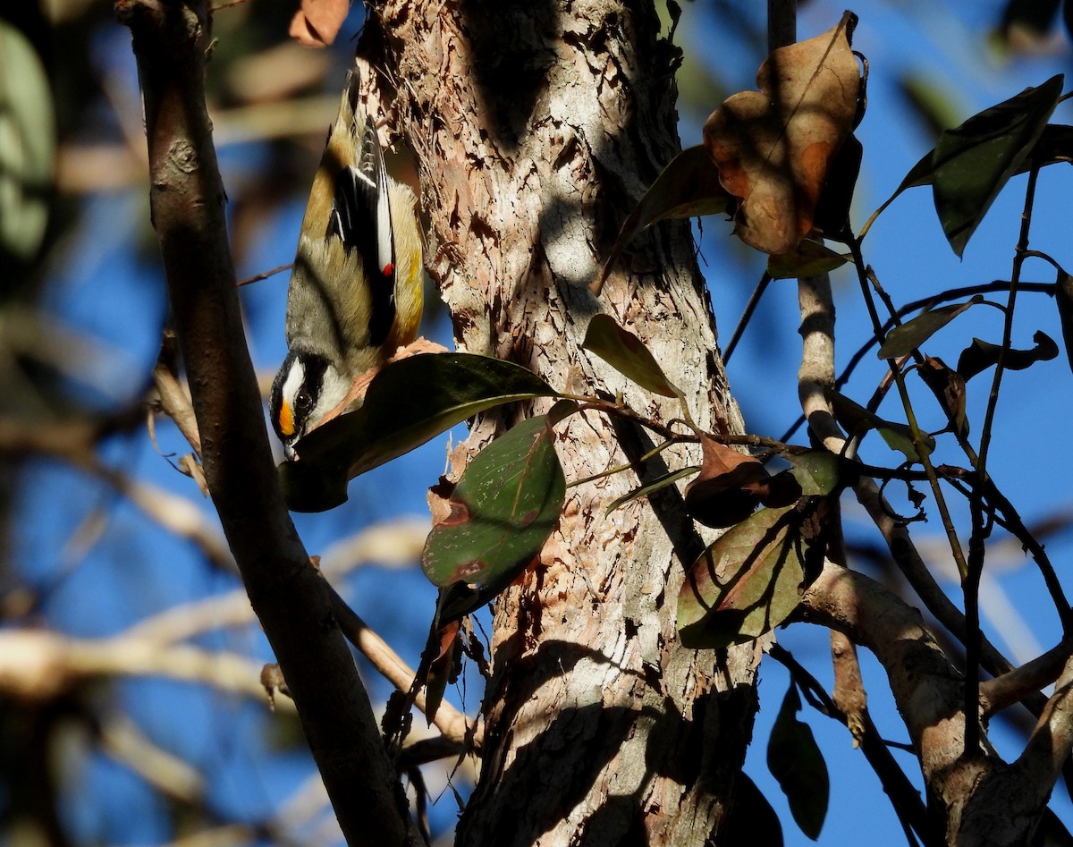 Striated Pardalote - ML638477508