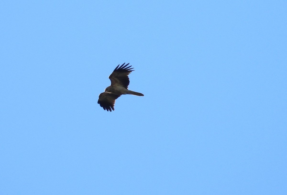 Whistling Kite - ML638477512