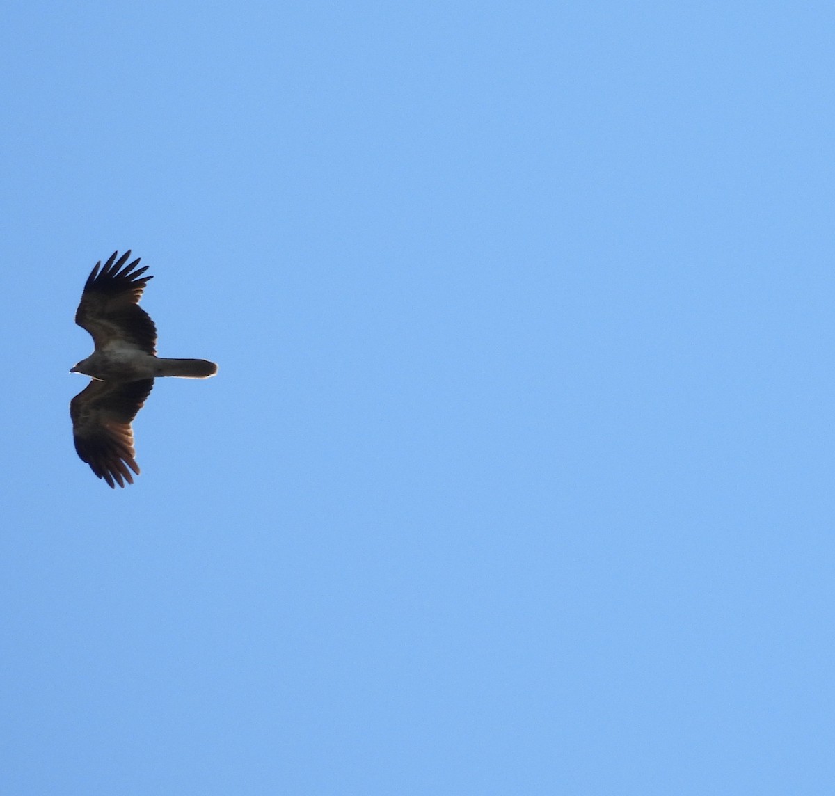Whistling Kite - ML638477515