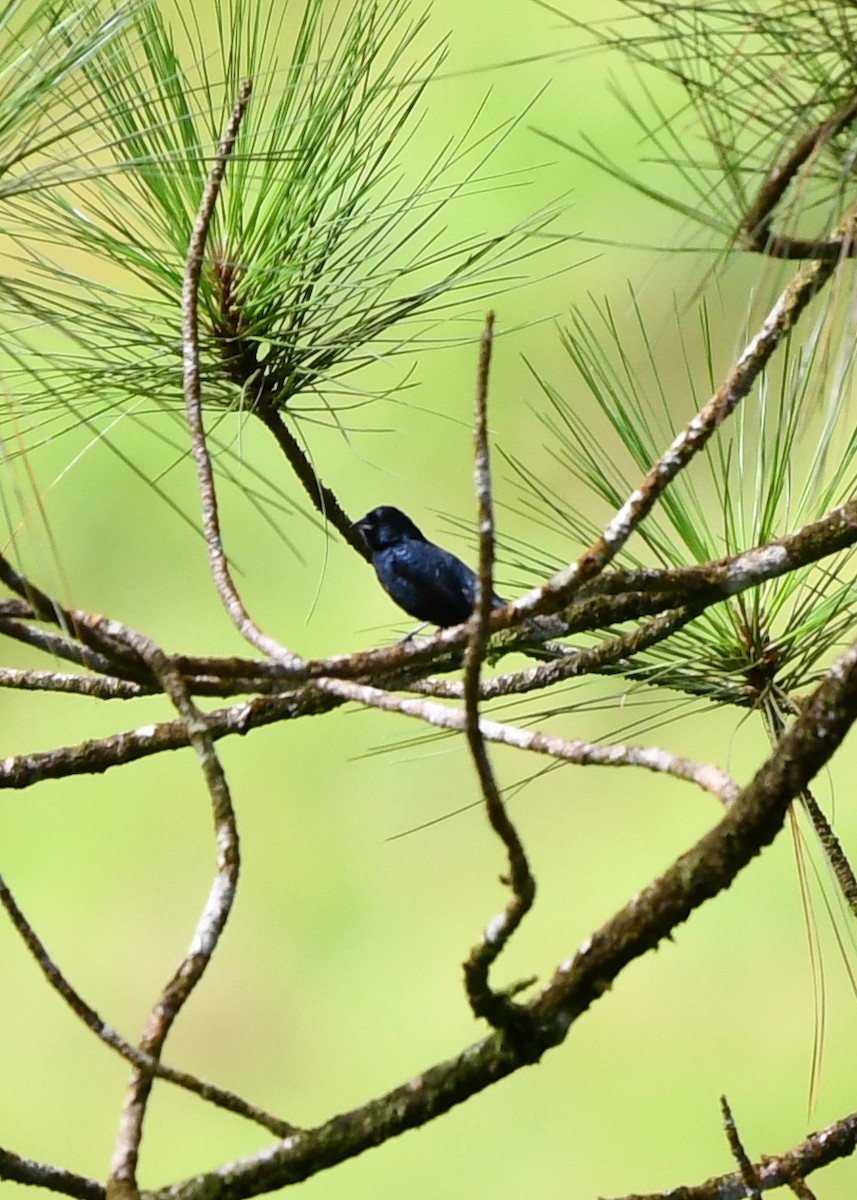 Blue-black Grassquit - ML638477537