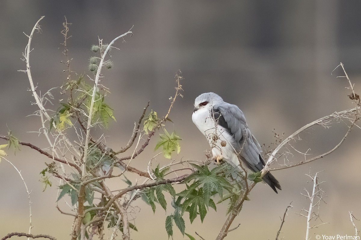 Black-winged Kite (Asian) - ML638477539
