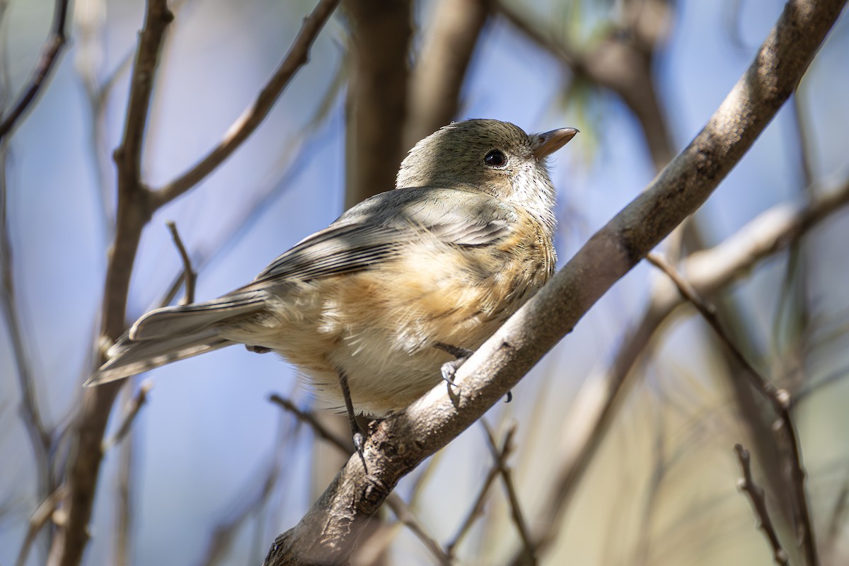 Rufous Whistler - ML638477578