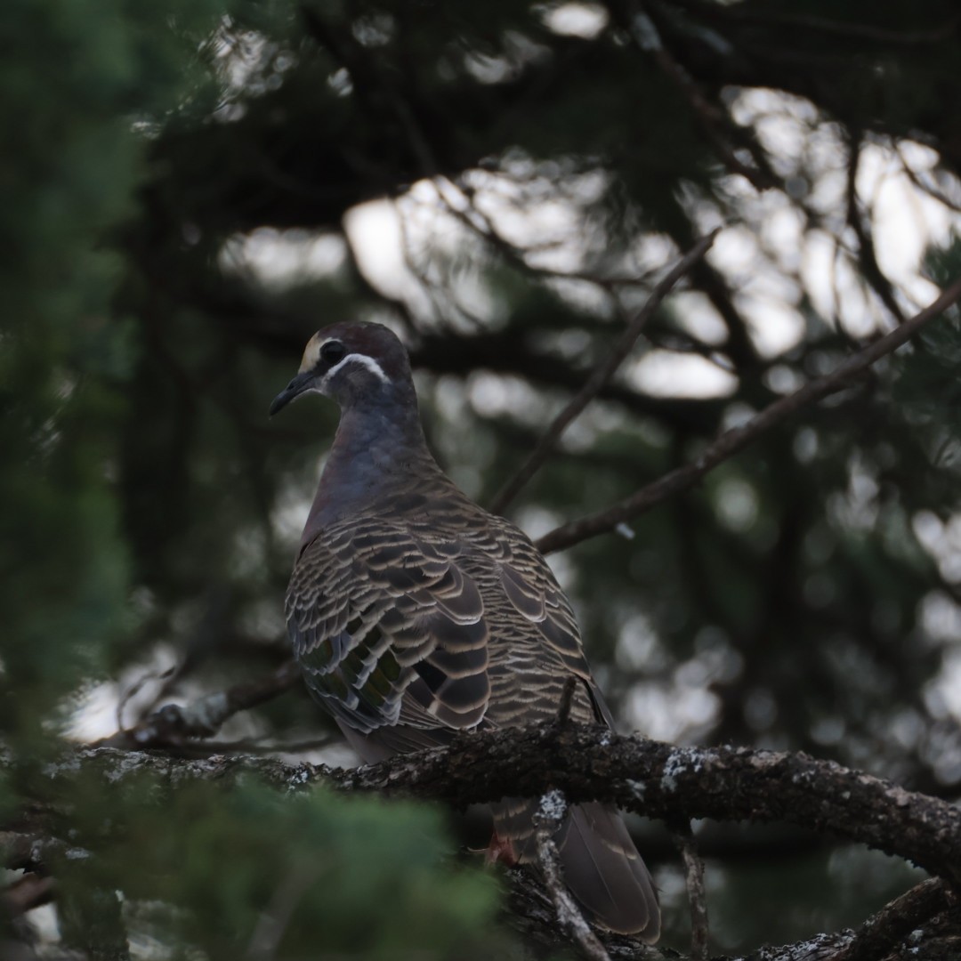 Common Bronzewing - ML638477579