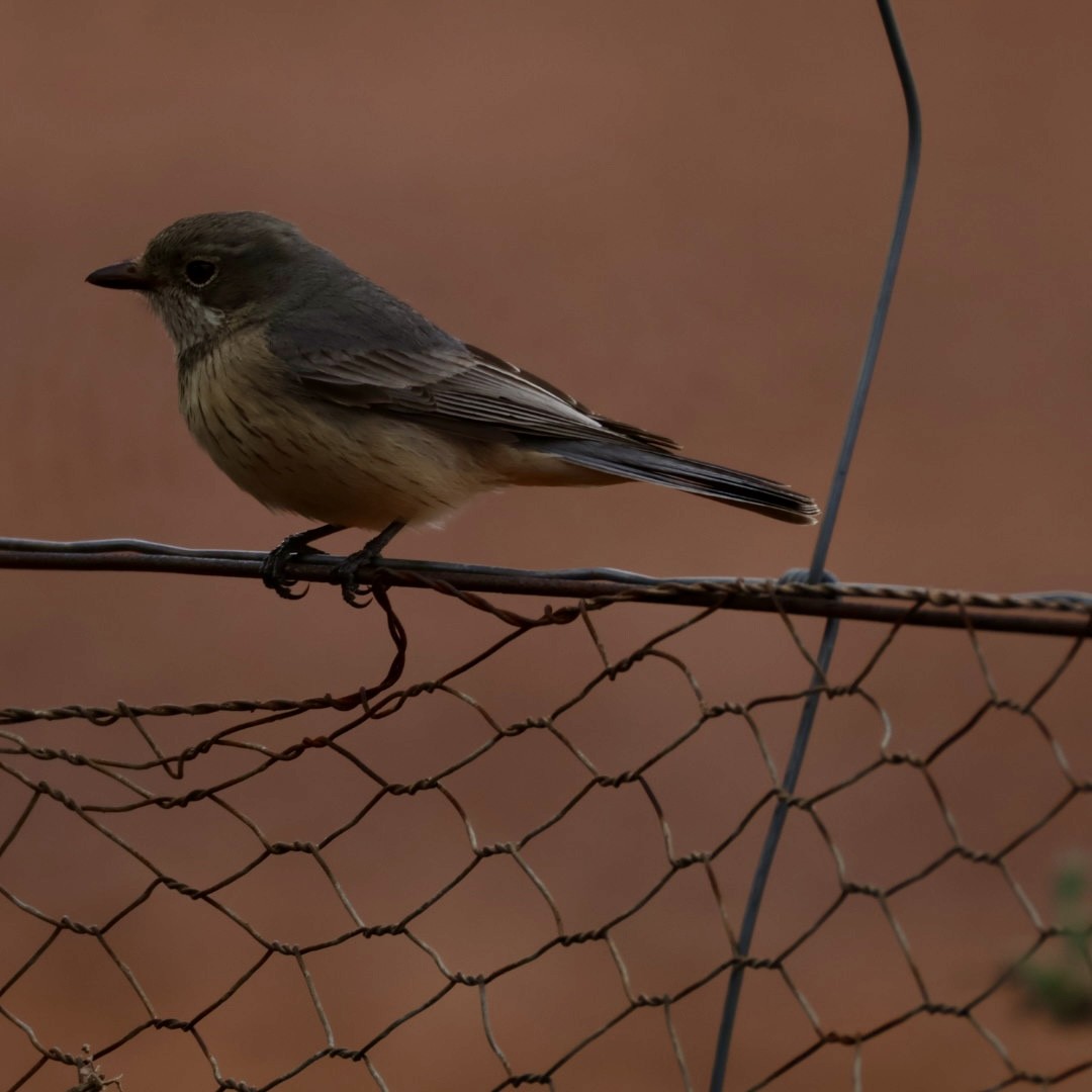 Rufous Whistler - ML638477592
