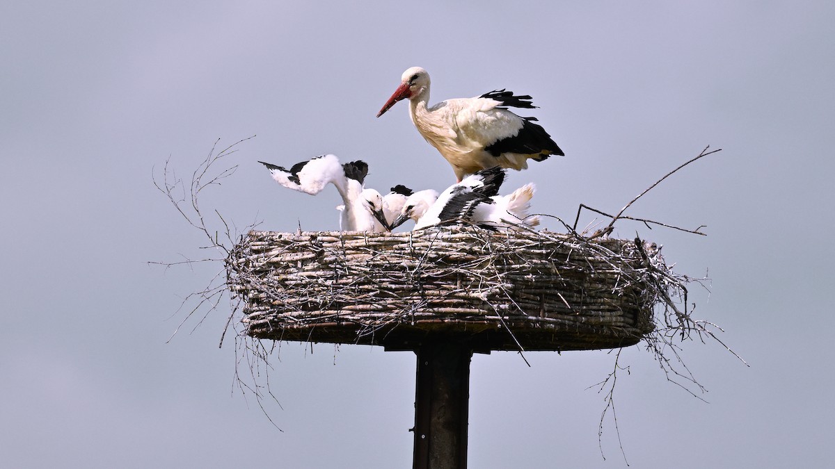 White Stork - ML638477619