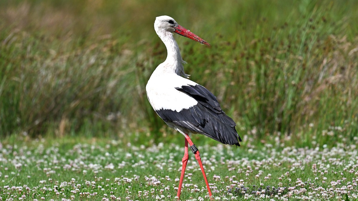 White Stork - ML638477620