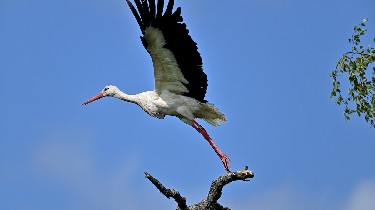 White Stork - ML638477621