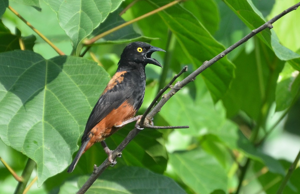 Chestnut-and-black Weaver - ML638477631