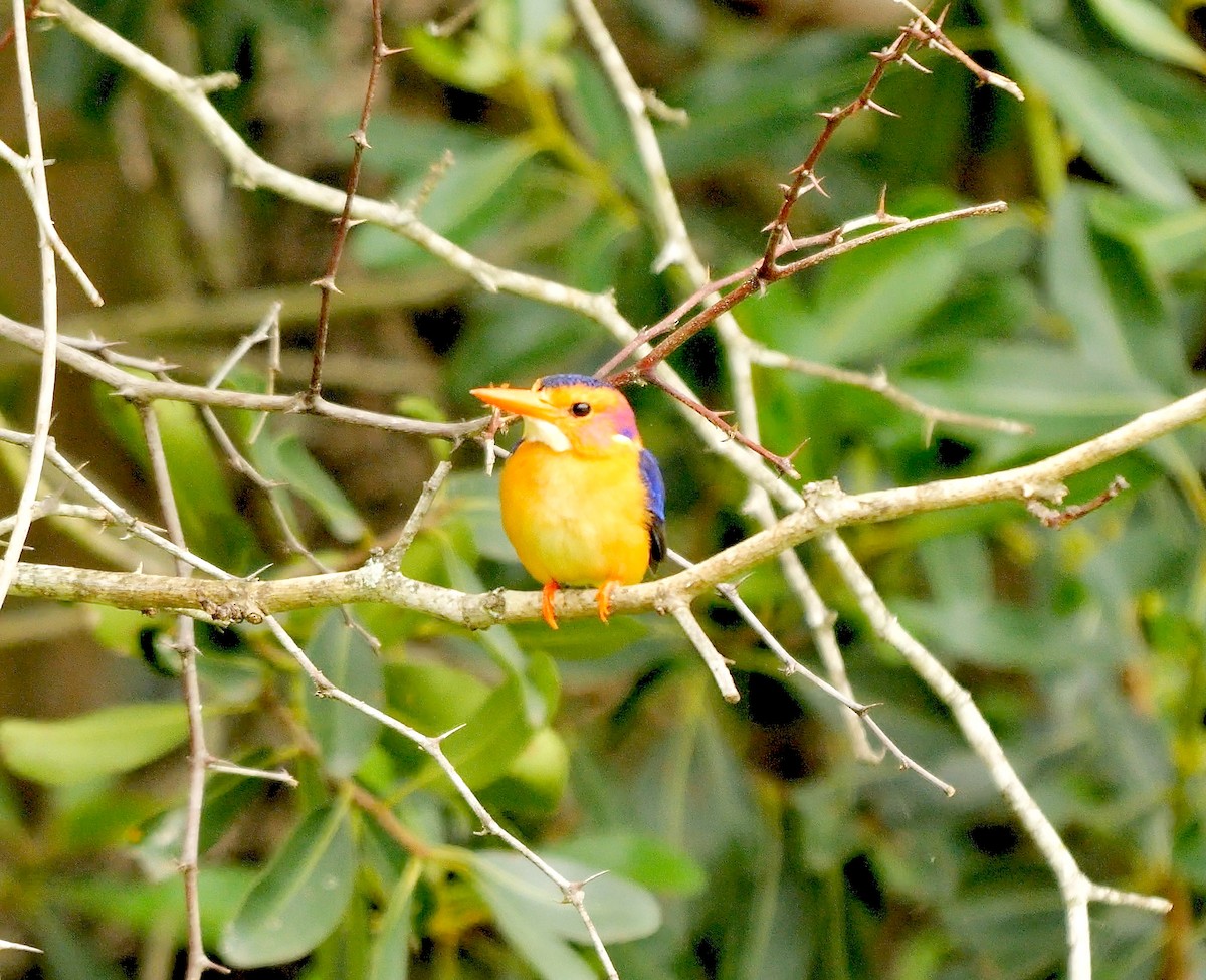 African Pygmy Kingfisher - ML638477670