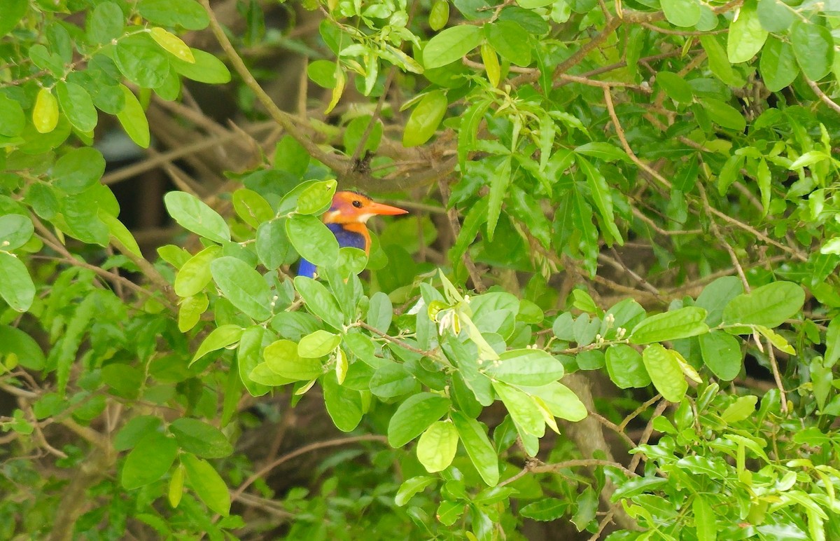 African Pygmy Kingfisher - ML638477671