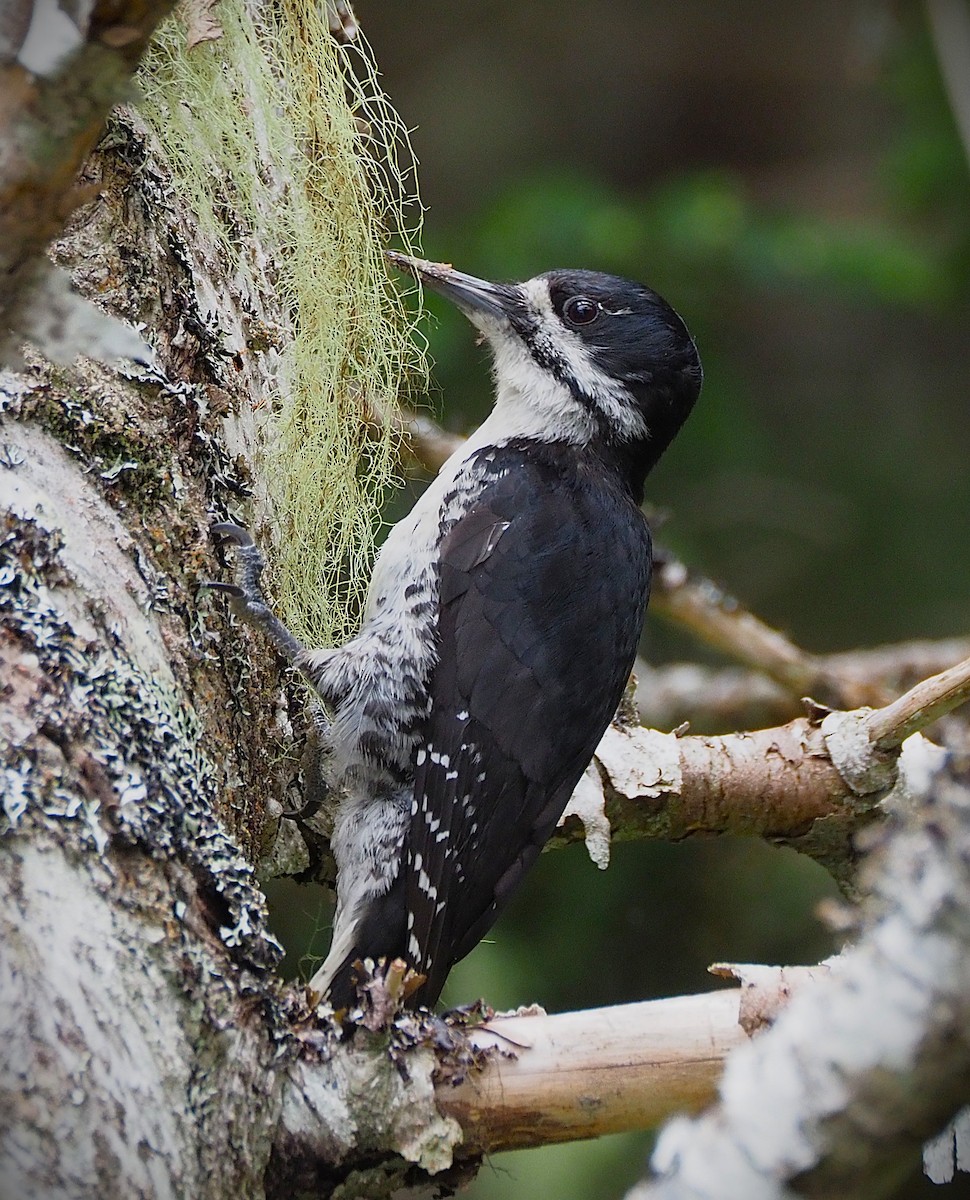 Black-backed Woodpecker - ML638477685