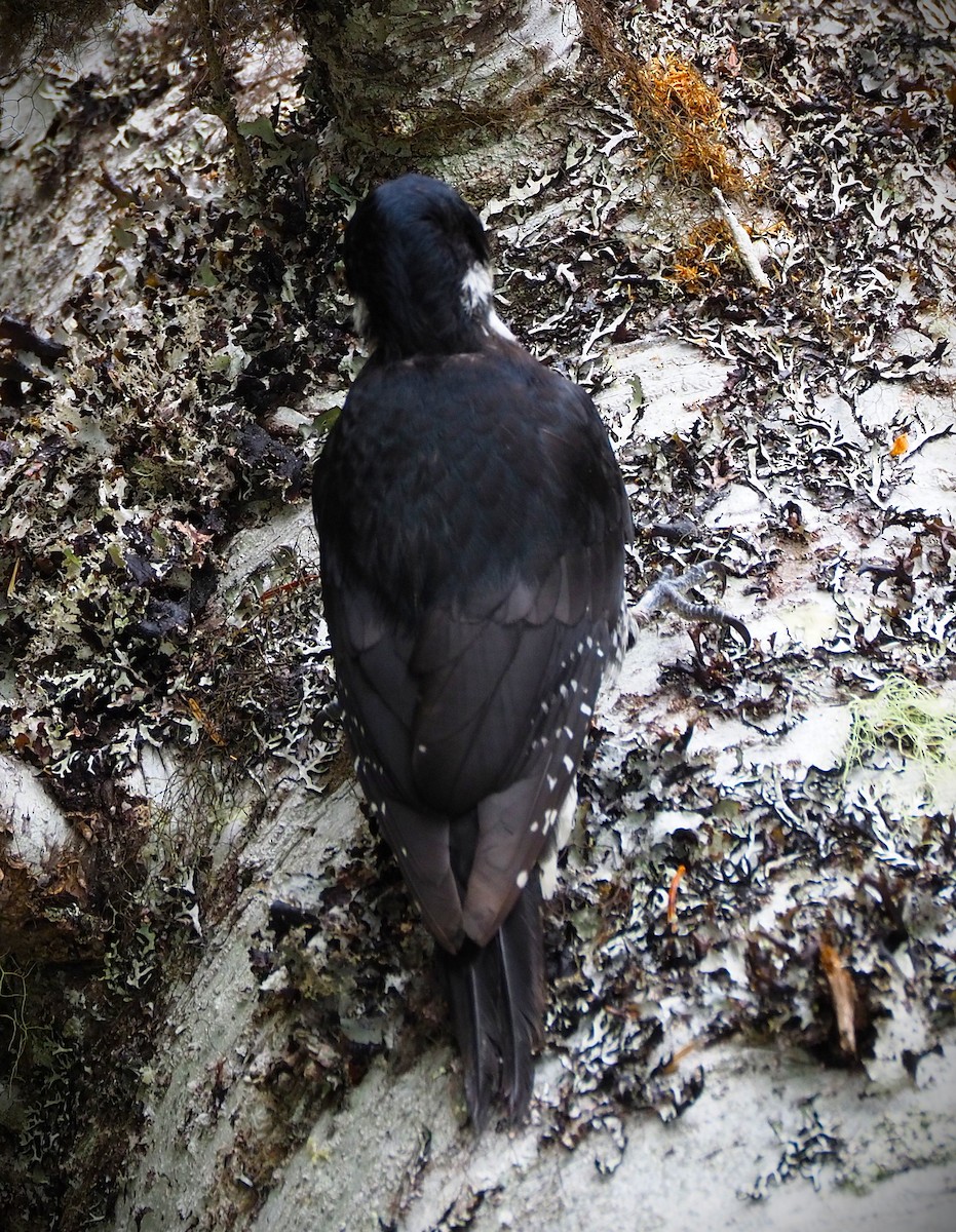 Black-backed Woodpecker - ML638477686