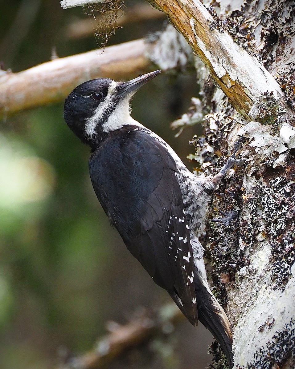 Black-backed Woodpecker - ML638477687
