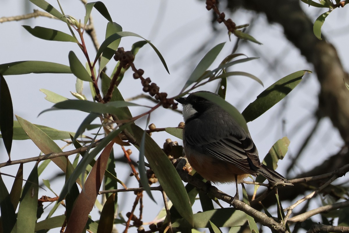 Rufous Whistler - ML638477794
