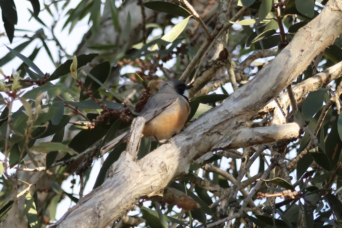 Rufous Whistler - ML638477795