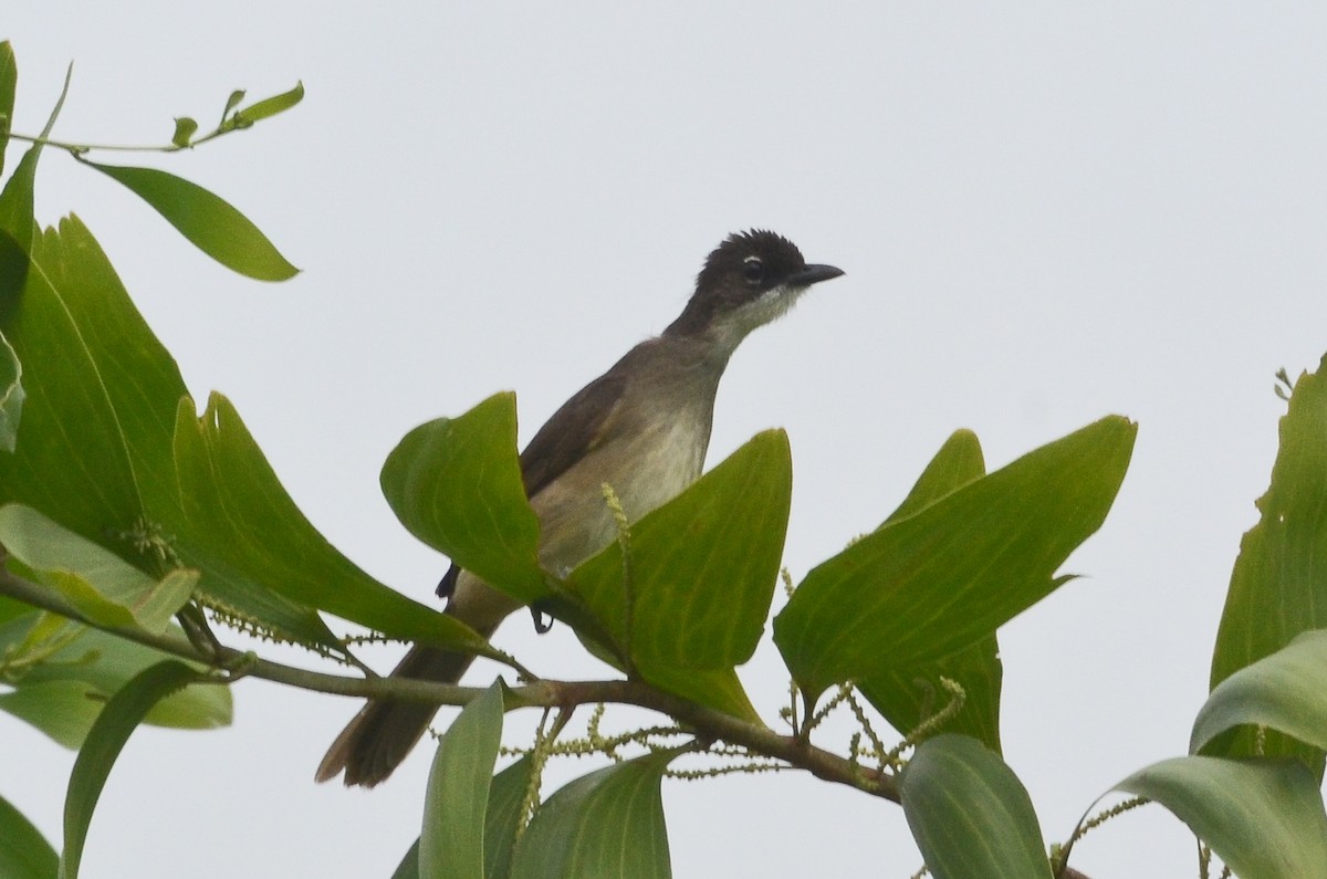 Simple Greenbul - ML638477807