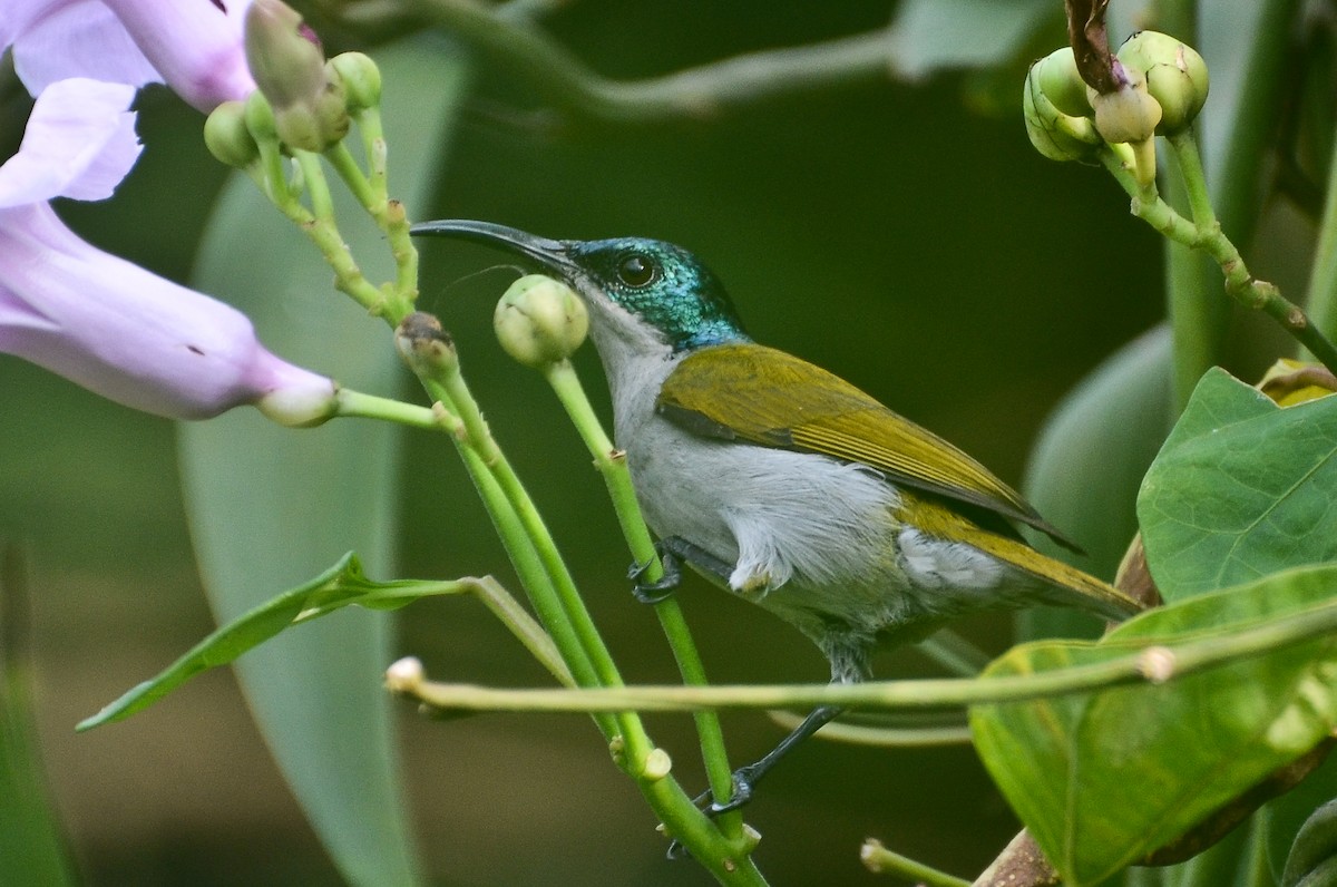 Green-headed Sunbird - ML638477808