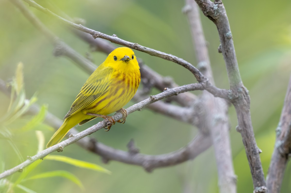 Yellow Warbler - ML638477823