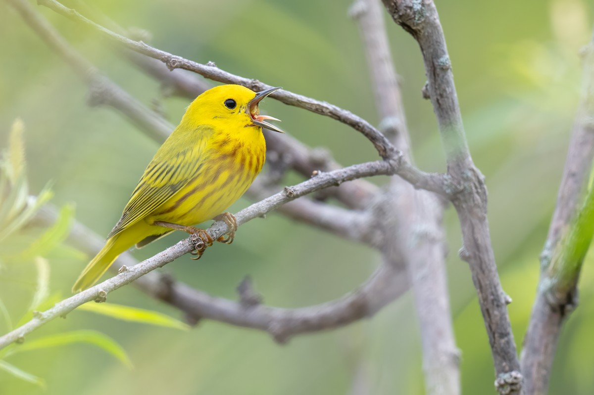 Yellow Warbler - ML638477824