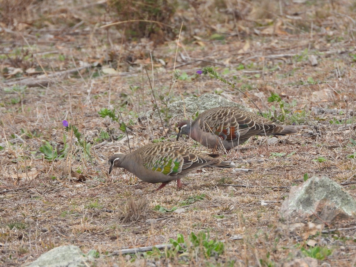 Common Bronzewing - ML638477825