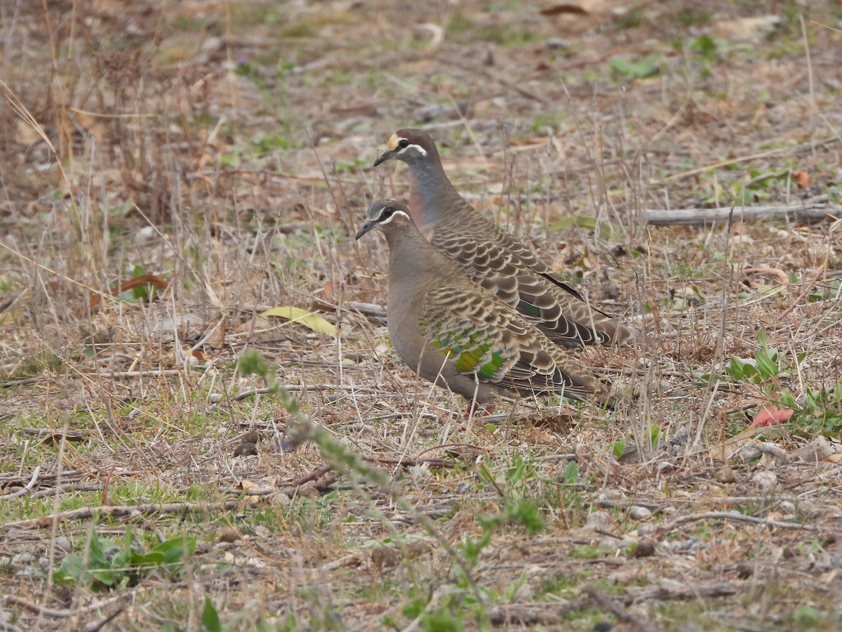 Common Bronzewing - ML638477829