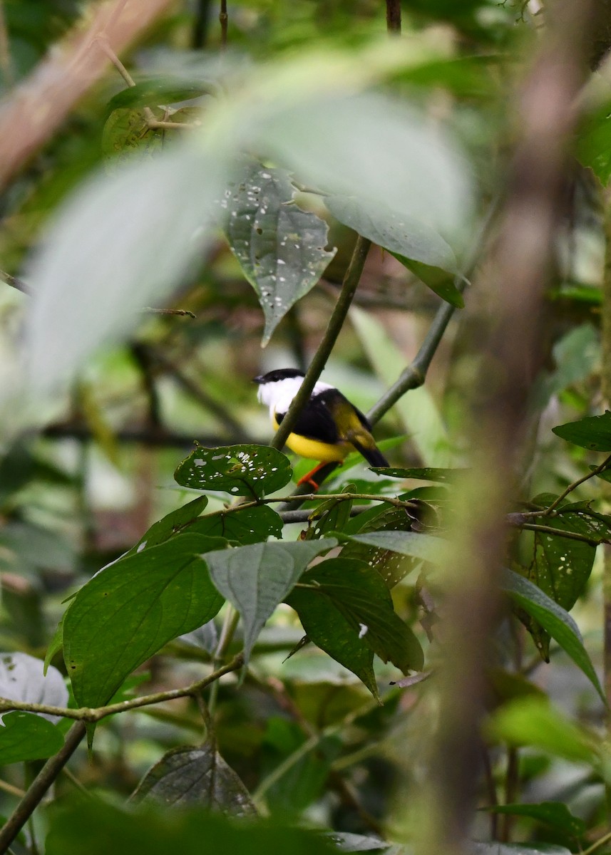 White-collared Manakin - ML638477856