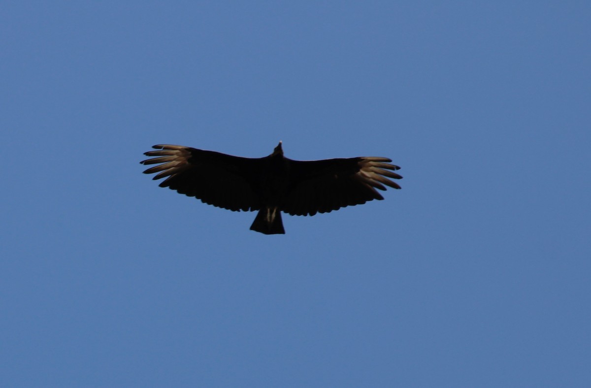Black Vulture - ML638477885