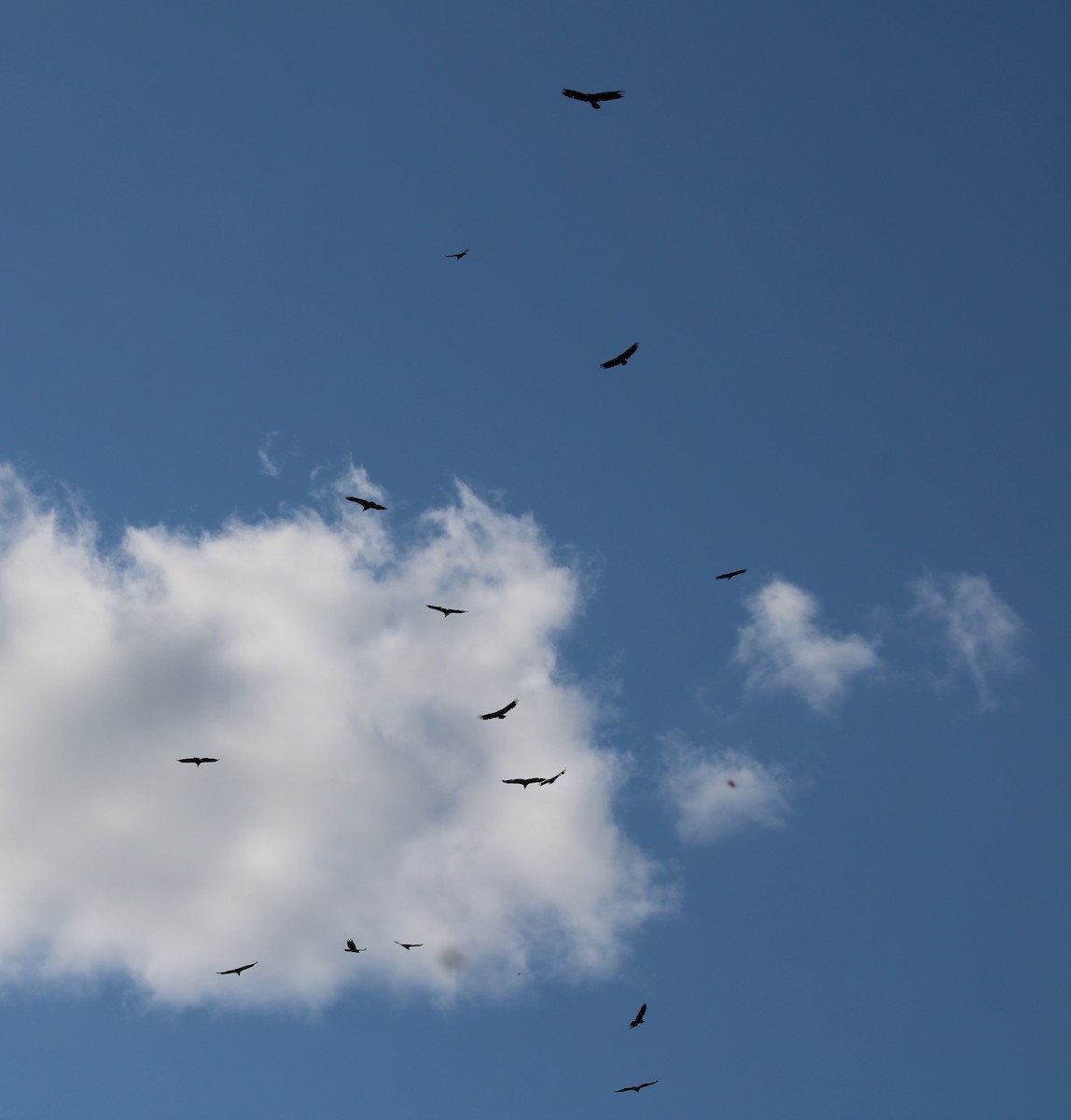 Black Vulture - ML638477886