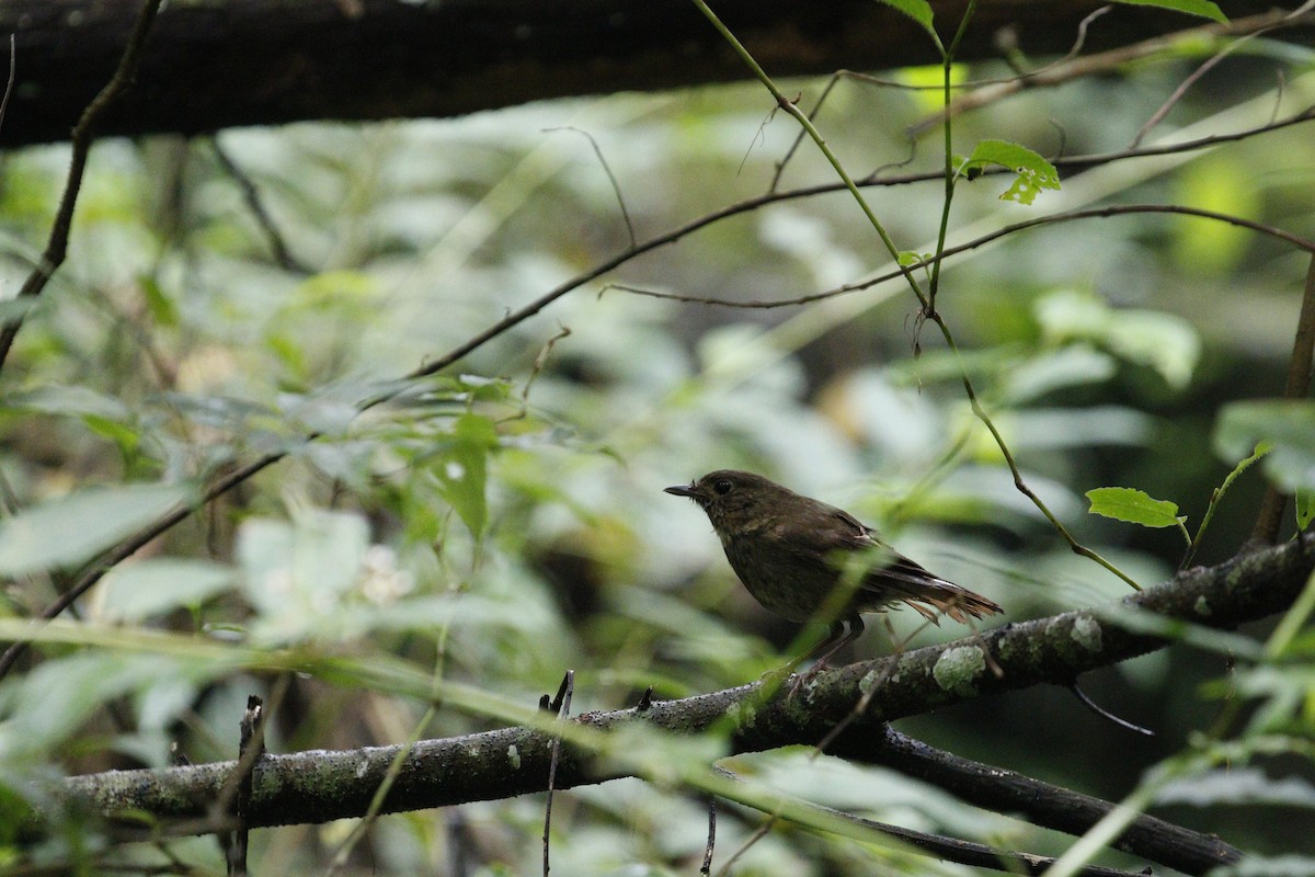 White-tailed Robin - ML638477908