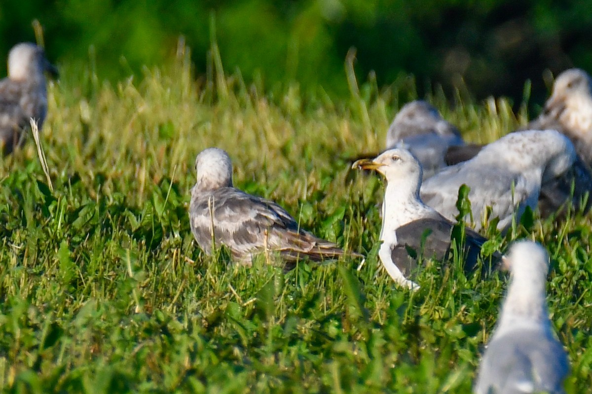 Lesser Black-backed Gull - ML638477916