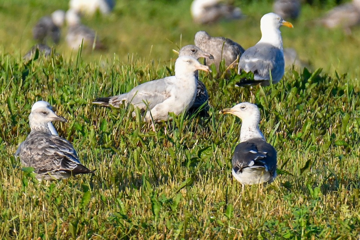 Lesser Black-backed Gull - ML638477918