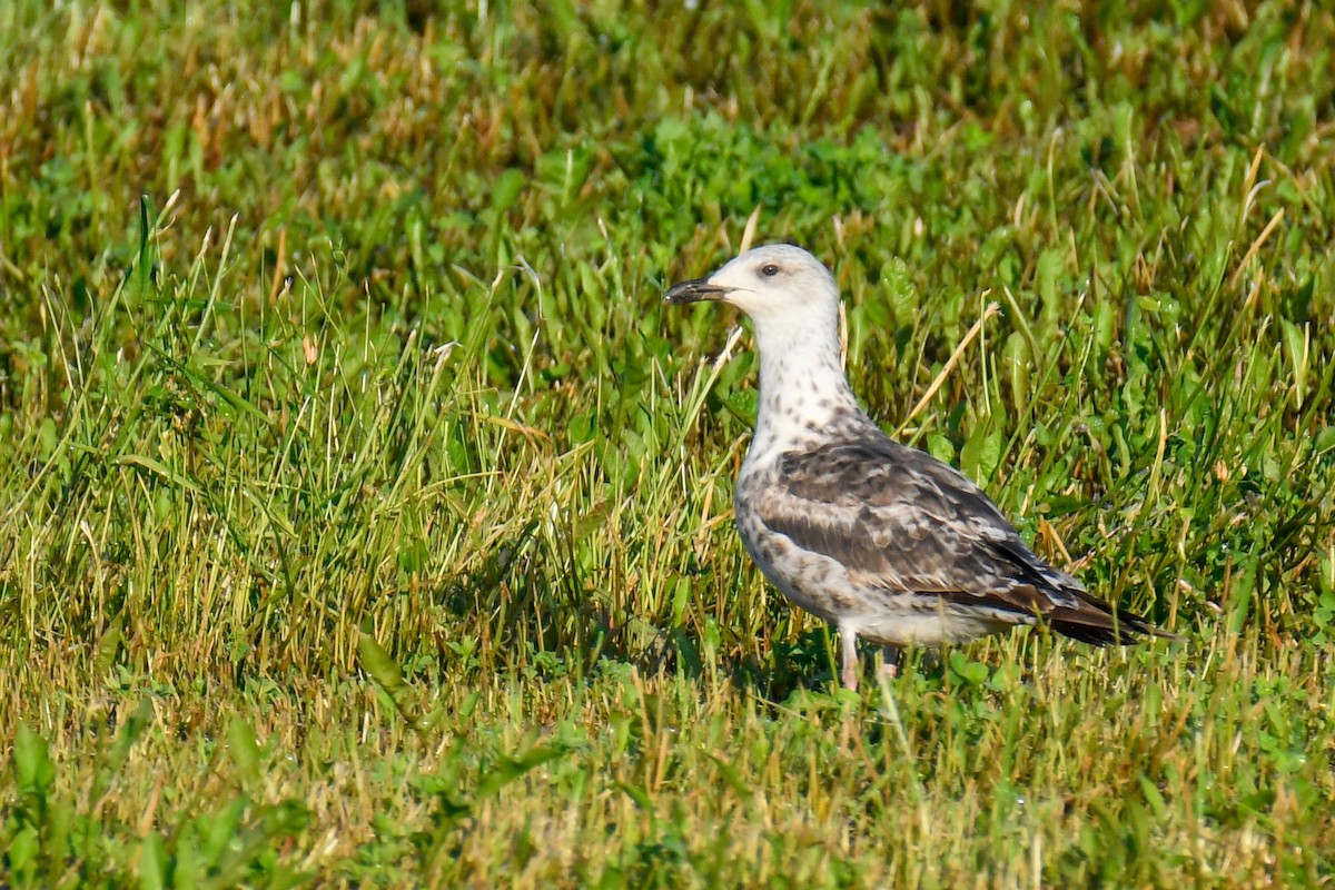 Lesser Black-backed Gull - ML638477919