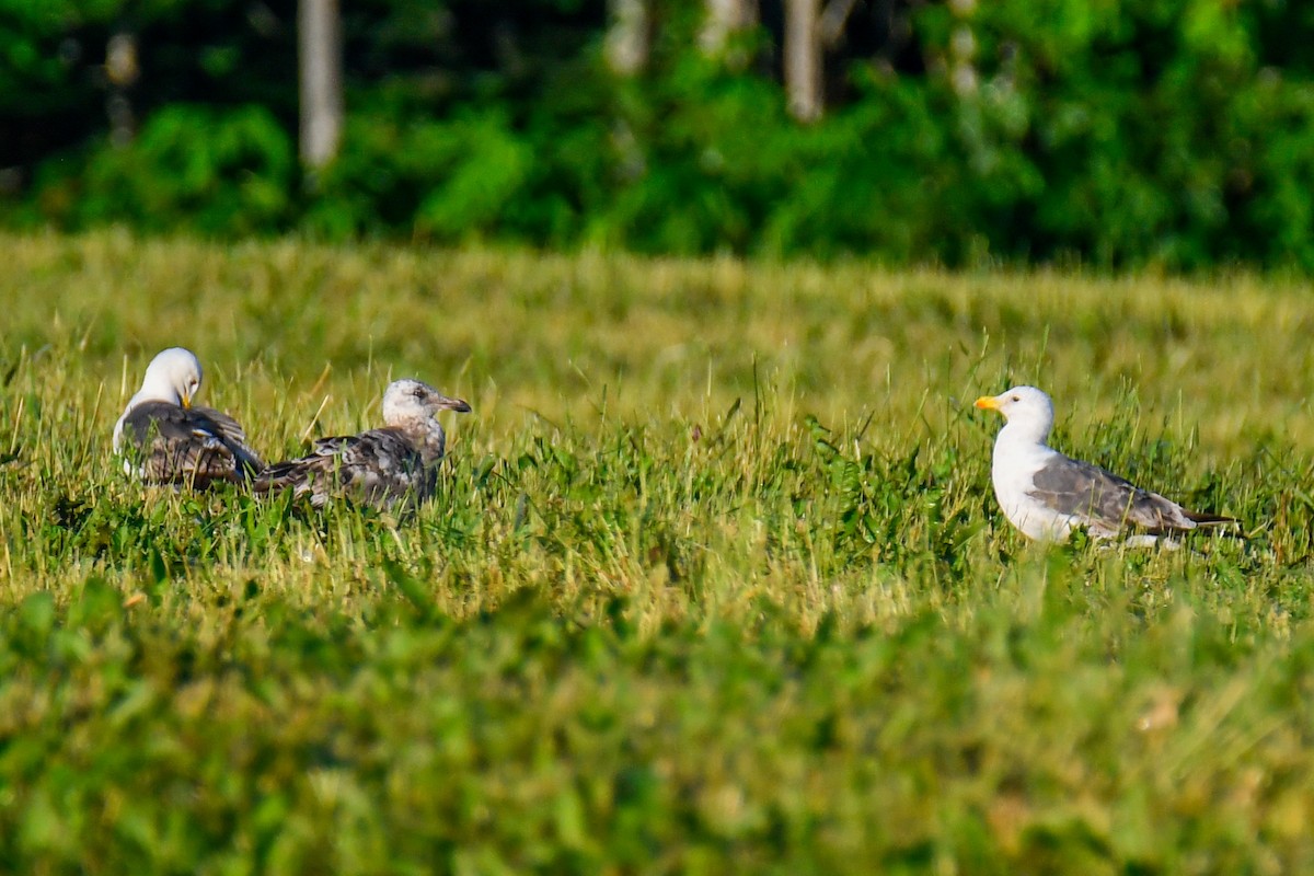 Lesser Black-backed Gull - ML638477920