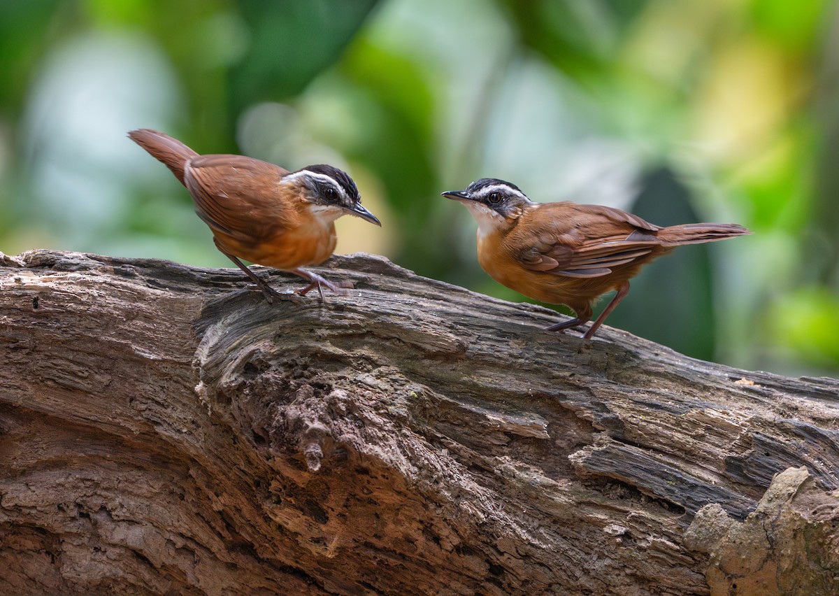Bornean Black-capped Babbler - ML638477937