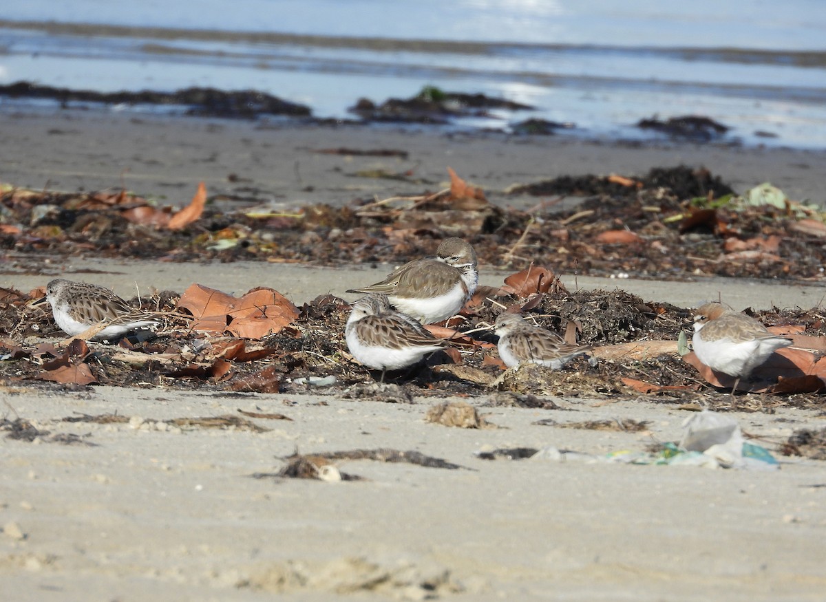 Double-banded Plover - ML638477948