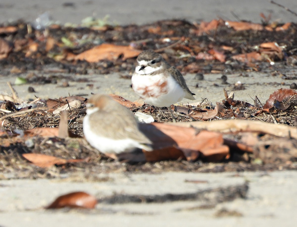Double-banded Plover - ML638477949