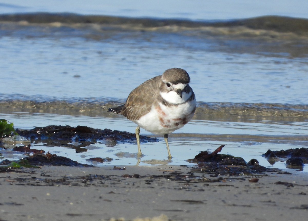 Double-banded Plover - ML638477950