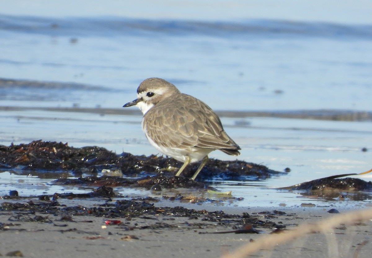 Double-banded Plover - ML638477951